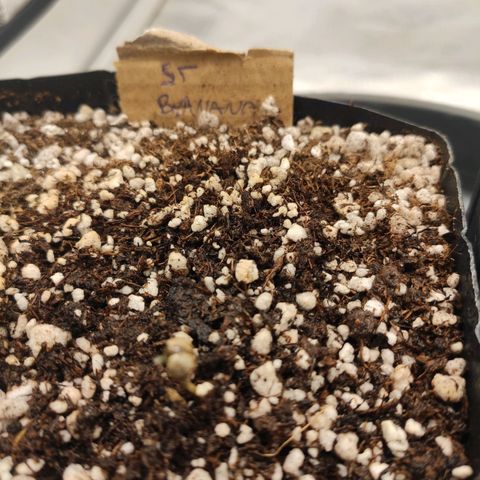 2 - Dixie Kong - Strawberry Banana growlog timeline photo