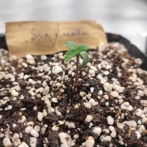 3 - Tropicana Inflamável - Sour Pineapple growlog timeline photo