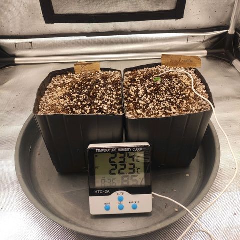 3 - Tropicana Inflamável - Sour Pineapple growlog timeline photo