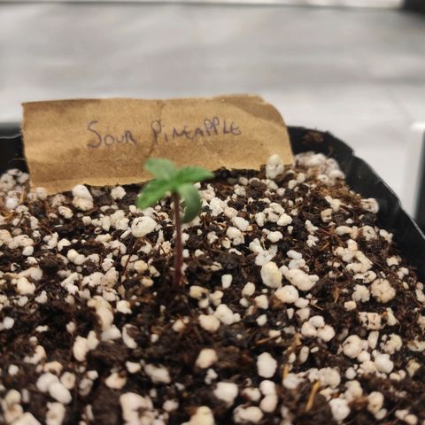 3 - Tropicana Inflamável - Sour Pineapple growlog timeline photo