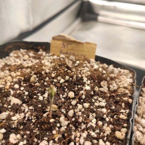 2 - Dixie Kong - Strawberry Banana growlog timeline photo
