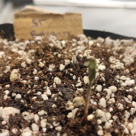 2 - Dixie Kong - Strawberry Banana growlog timeline photo