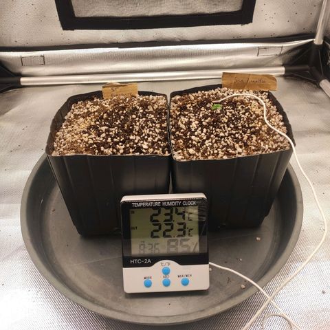 2 - Dixie Kong - Strawberry Banana growlog timeline photo