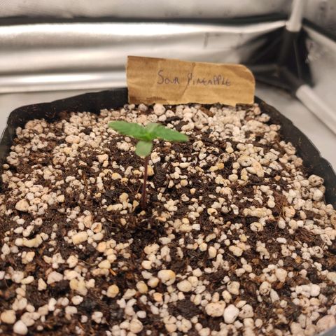 3 - Tropicana Inflamável - Sour Pineapple growlog timeline photo