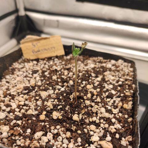 2 - Dixie Kong - Strawberry Banana growlog timeline photo