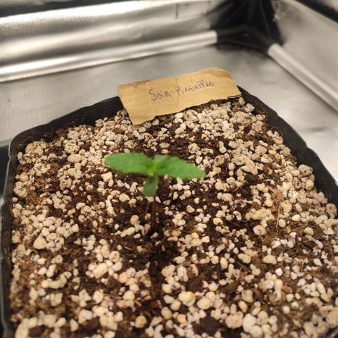 3 - Tropicana Inflamável - Sour Pineapple growlog timeline photo