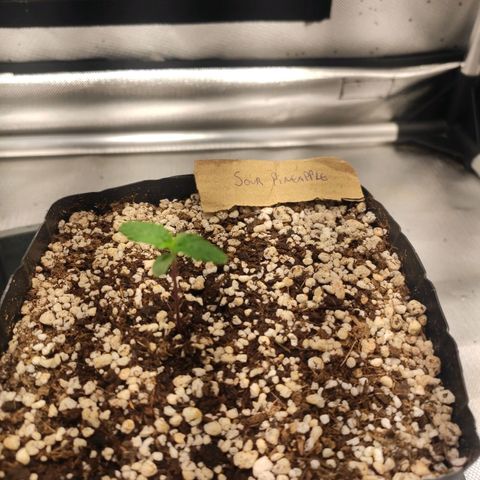 3 - Tropicana Inflamável - Sour Pineapple growlog timeline photo