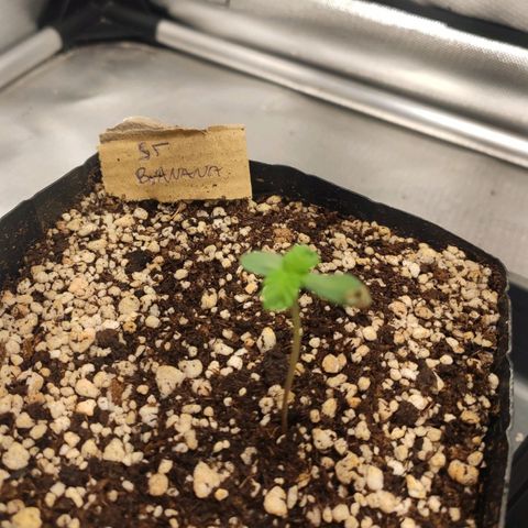 2 - Dixie Kong - Strawberry Banana growlog timeline photo