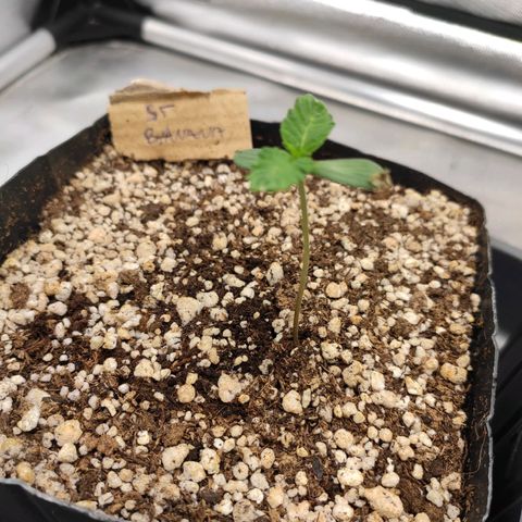 2 - Dixie Kong - Strawberry Banana growlog timeline photo