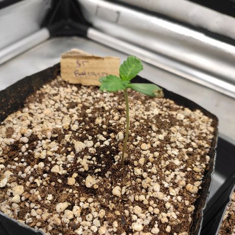2 - Dixie Kong - Strawberry Banana growlog timeline photo