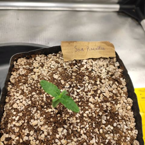 3 - Tropicana Inflamável - Sour Pineapple growlog timeline photo