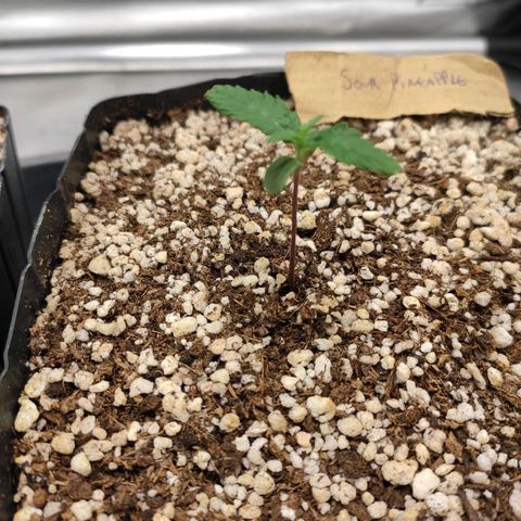 3 - Tropicana Inflamável - Sour Pineapple growlog timeline photo