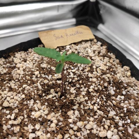 3 - Tropicana Inflamável - Sour Pineapple growlog timeline photo