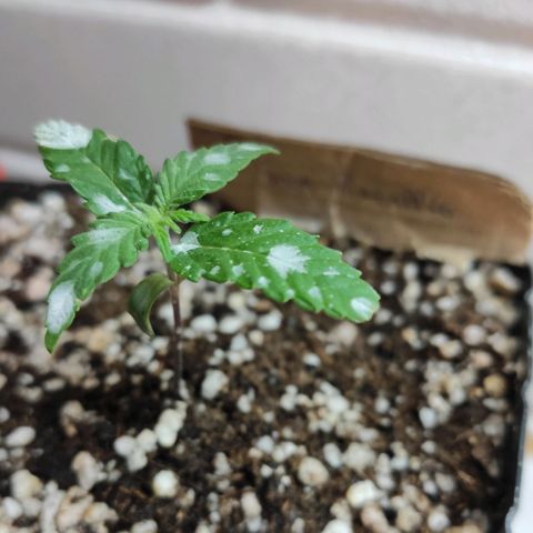 3 - Tropicana Inflamável - Sour Pineapple growlog timeline photo