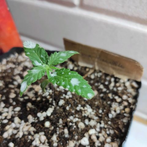 3 - Tropicana Inflamável - Sour Pineapple growlog timeline photo