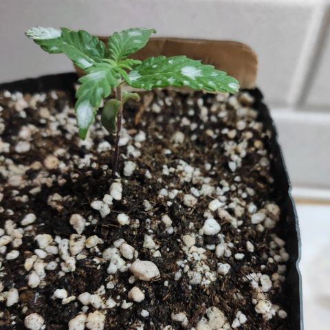 3 - Tropicana Inflamável - Sour Pineapple growlog timeline photo