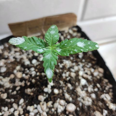 3 - Tropicana Inflamável - Sour Pineapple growlog timeline photo