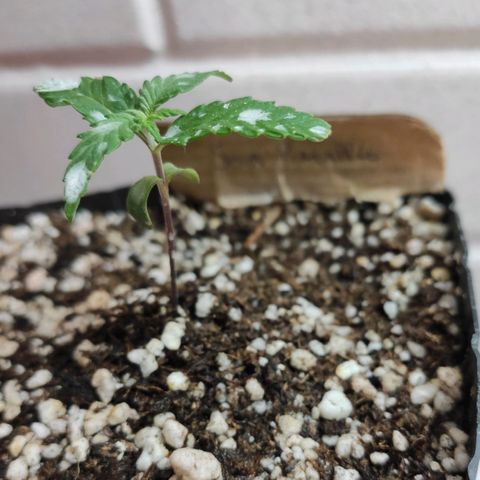 3 - Tropicana Inflamável - Sour Pineapple growlog timeline photo