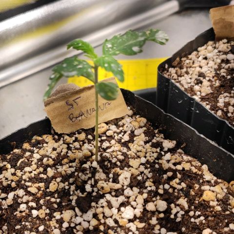 2 - Dixie Kong - Strawberry Banana growlog timeline photo