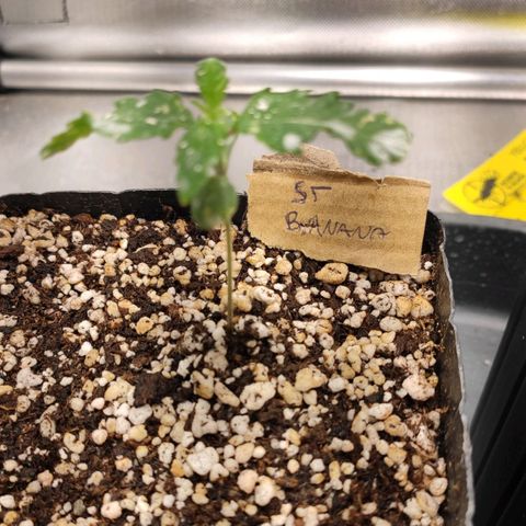 2 - Dixie Kong - Strawberry Banana growlog timeline photo