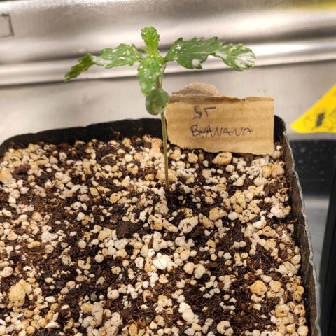 2 - Dixie Kong - Strawberry Banana growlog timeline photo