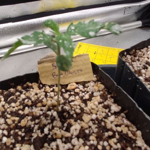 2 - Dixie Kong - Strawberry Banana growlog timeline photo