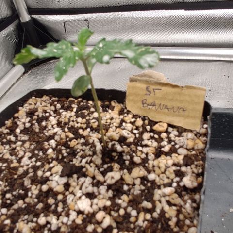 2 - Dixie Kong - Strawberry Banana growlog timeline photo