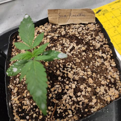 3 - Tropicana Inflamável - Sour Pineapple growlog timeline photo