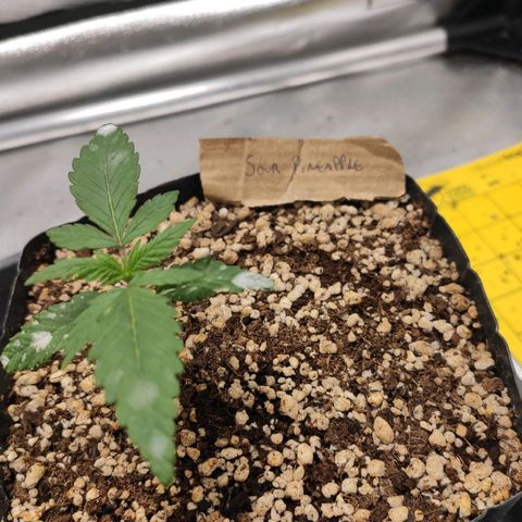 3 - Tropicana Inflamável - Sour Pineapple growlog timeline photo