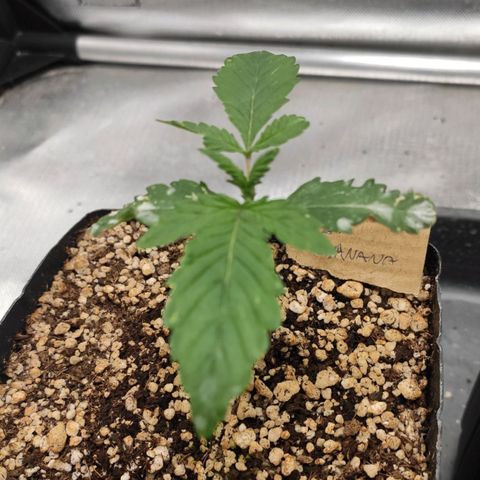 2 - Dixie Kong - Strawberry Banana growlog timeline photo