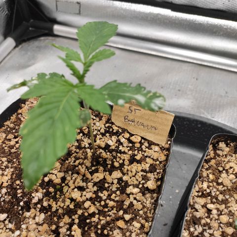 2 - Dixie Kong - Strawberry Banana growlog timeline photo