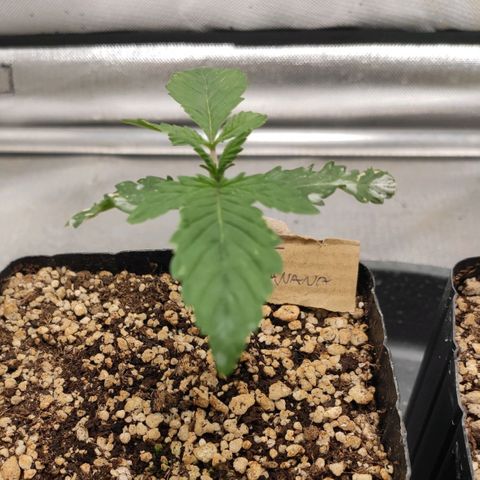 2 - Dixie Kong - Strawberry Banana growlog timeline photo