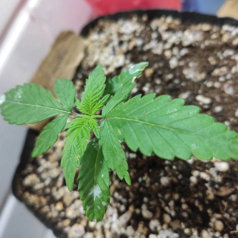 2 - Dixie Kong - Strawberry Banana growlog timeline photo
