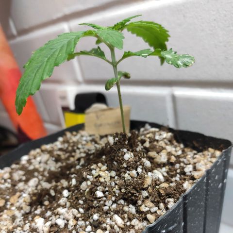 2 - Dixie Kong - Strawberry Banana growlog timeline photo