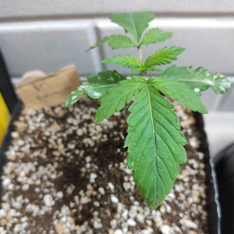 2 - Dixie Kong - Strawberry Banana growlog timeline photo
