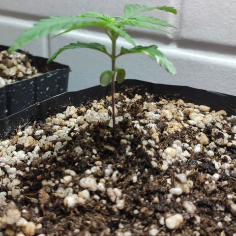 3 - Tropicana Inflamável - Sour Pineapple growlog timeline photo