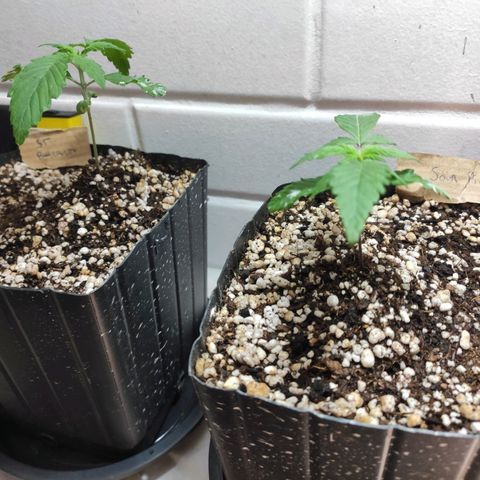 3 - Tropicana Inflamável - Sour Pineapple growlog timeline photo