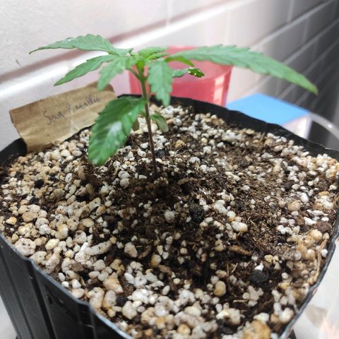 3 - Tropicana Inflamável - Sour Pineapple growlog timeline photo