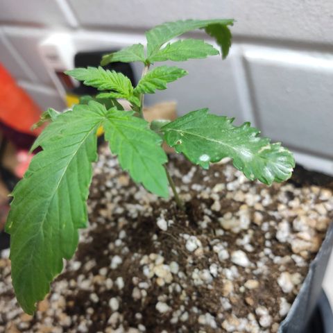 2 - Dixie Kong - Strawberry Banana growlog timeline photo