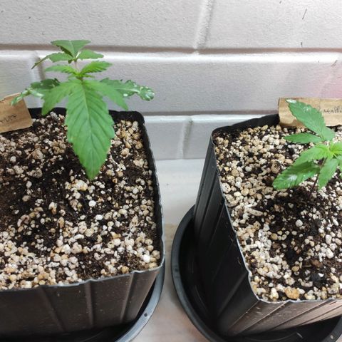 3 - Tropicana Inflamável - Sour Pineapple growlog timeline photo