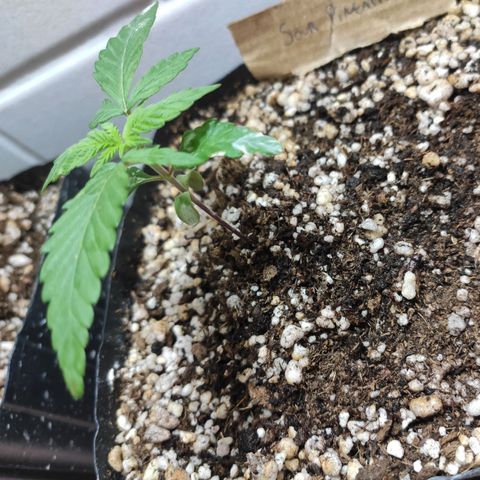 3 - Tropicana Inflamável - Sour Pineapple growlog timeline photo