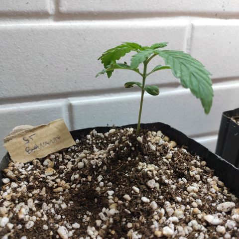 2 - Dixie Kong - Strawberry Banana growlog timeline photo