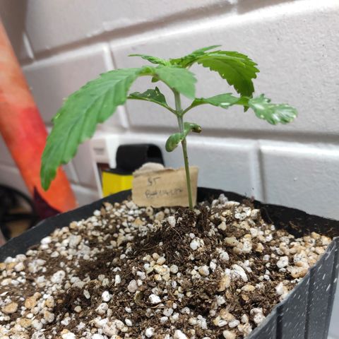 2 - Dixie Kong - Strawberry Banana growlog timeline photo