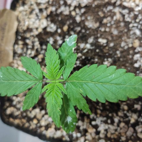 2 - Dixie Kong - Strawberry Banana growlog timeline photo