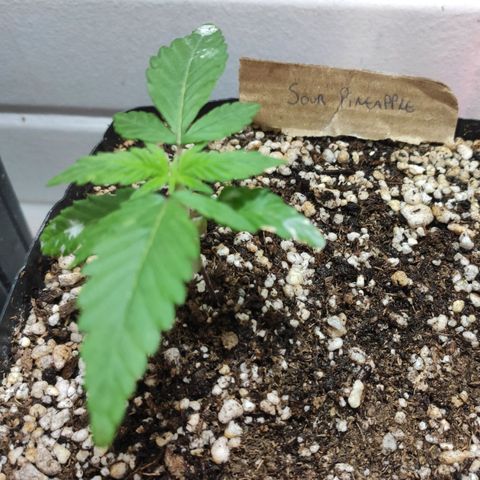 3 - Tropicana Inflamável - Sour Pineapple growlog timeline photo
