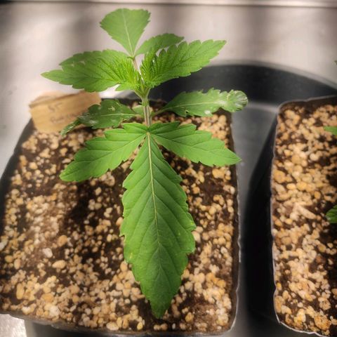 2 - Dixie Kong - Strawberry Banana growlog timeline photo