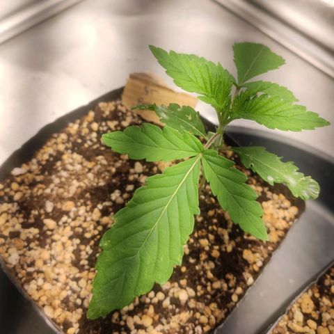 2 - Dixie Kong - Strawberry Banana growlog timeline photo