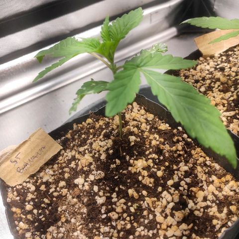 2 - Dixie Kong - Strawberry Banana growlog timeline photo