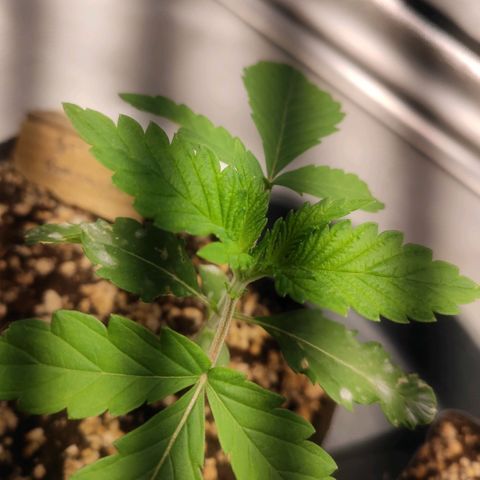 2 - Dixie Kong - Strawberry Banana growlog timeline photo
