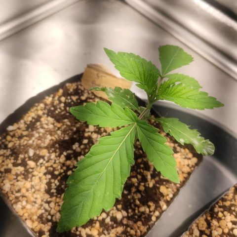 2 - Dixie Kong - Strawberry Banana growlog timeline photo